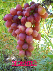 саженцы винограда большой выбор низкие цены.