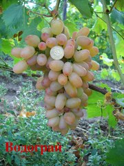 саженцы столовых сортов винограда