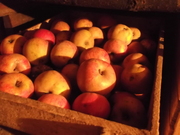Продам оптом яблоки со своего сада в горах (без химии !!!)