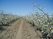 Плодоносящий яблоневый сад в Крыму.4, 8 Га (Свидетельство, документы готовы)