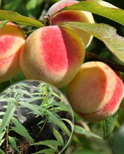 Саженцы персика морозостойкого в контейнере(закрытая корневая система)