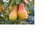 Продам саженцы высокоурожайных сортов  груш,  персиков,  абрикосов и ябл
